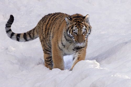 Tijgerwelp geniet van de sneeuw