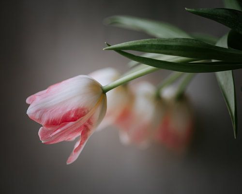 Vier tulpen op een rij