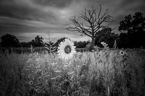 The Last Sunflower by Geert Van Baelen