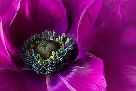 Indrukwekkende macrofotografie van een levendige magenta anemoon met een gedetailleerd blauw-gouden hart van Artistic