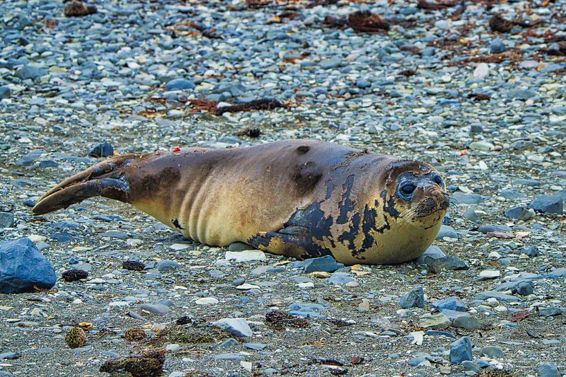 Zuidelijke zeeolifant van Kai Müller