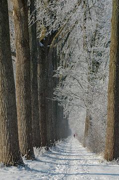 Winterwandeling / Winterwalk