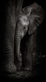 Young elephant taking shelter by Retinas images