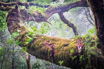 A branch overgrown with moss and plants by Erwin Pilon