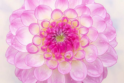 Amour des dahlia's en gros plan