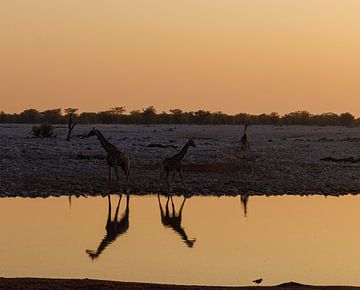 Réflexion de deux girafes à un point d'eau en Namibie