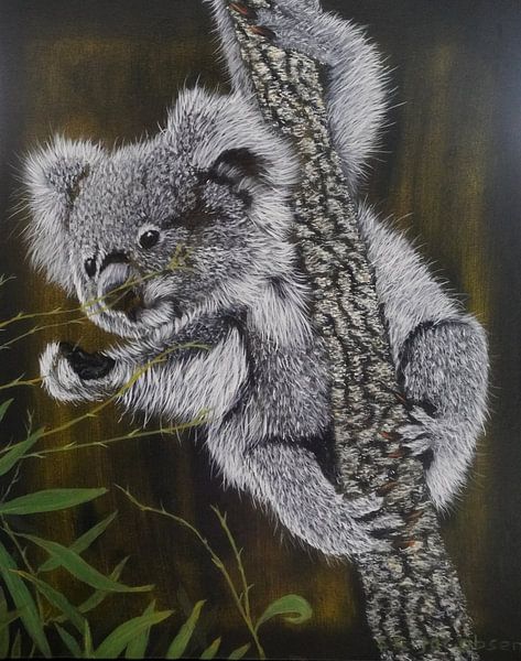 Koala par Carla Jacobsen