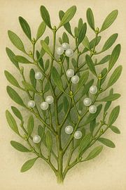 Mistletoe