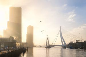 Brouillard au lever du soleil à l'Erasmusbrug sur Prachtig Rotterdam