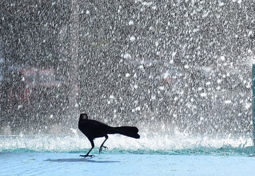 Un oiseau au parc