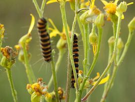 geel-zwarte rups by Albert Iepsma