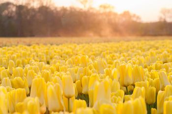 Gele tulpen met stuivend zand bij zonsondergang