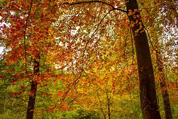 Herbstfarben von Sharon Hendriks