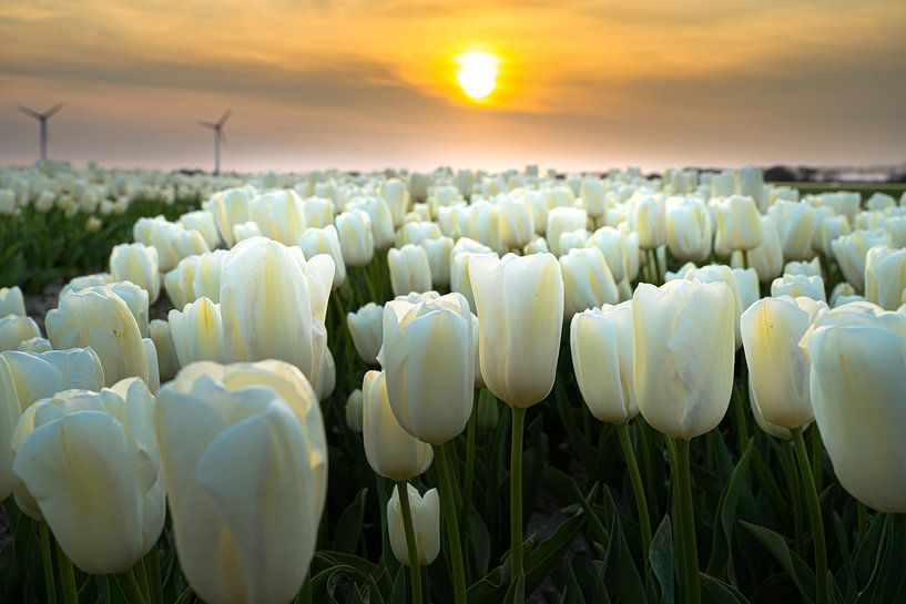 Soirée rouge au-dessus du champ d'ampoules par Fotografiecor .nl