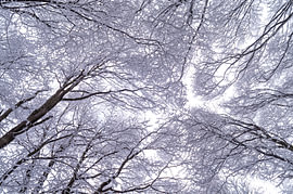 Motif graphique représentant une canopée d'arbres recouverte de neige sur Milcho Milev