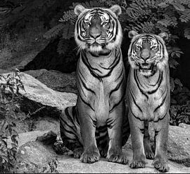 Tigers black and white