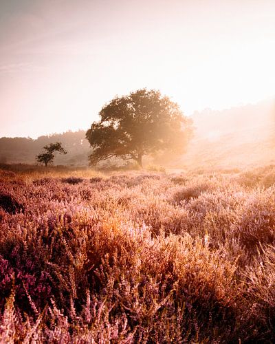 De paarse heide