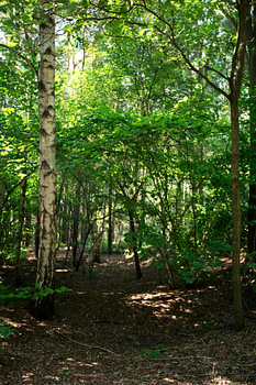 Discover nature in a wooded area in Emsland, Lower Saxony, Germany