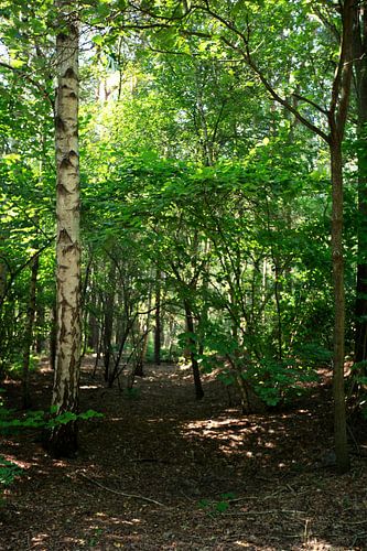 Ontdek de natuur in een bosrijk gebied in Emsland, Nedersaksen, Duitsland