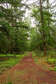 Waldweg inmitten der grünen Natur auf dem Holterberg von Deborah de Meijer