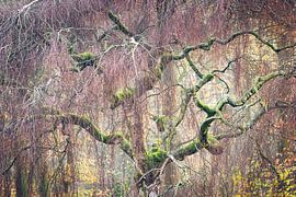 Herbst-Twists von Erik Nevels Natuurbeelden