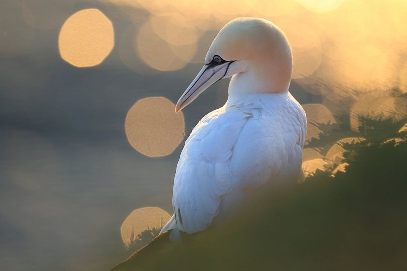 Fous de Bassan Île de Helgoland Allemagne par Frank Fichtmüller