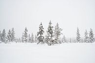 sneeuw op de kerstbomen in lapland van Robinotof thumbnail