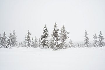 Schnee auf den Weihnachtsbäumen in Lappland