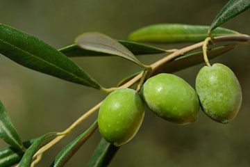 Green olives on branch