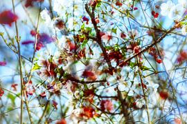 Spring 1 by Henk Leijen