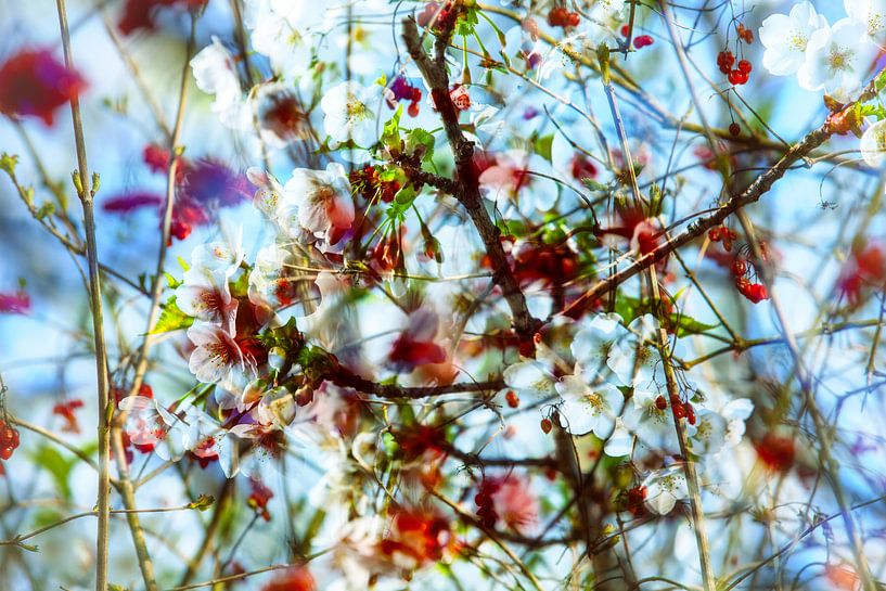 Spring 1 by Henk Leijen