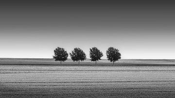 Vier Bäume im Nordpolder in Schwarz und Weiß von Marga Vroom