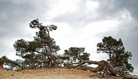 Bomen op een zandheuvel