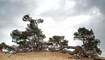 Bomen op een zandheuvel van Incanto Images