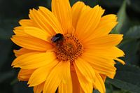 Marigold avec invité