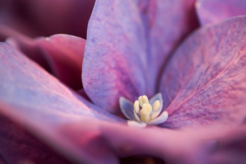 Hortensia