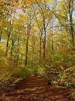 Picturesque explosion of colour in the autumn forest