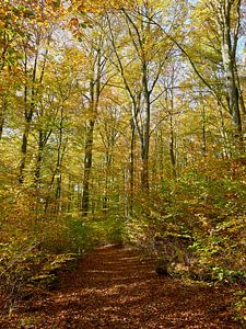 Explosion de couleurs pittoresques dans la forêt d'automne