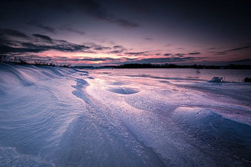 Winter in the Biesbosch
