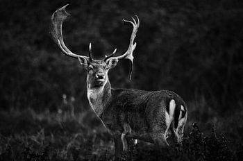 Prêt pour la saison des amours