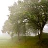 Bomen in de mist van Ilja Kalle