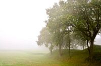 Bomen in de mist