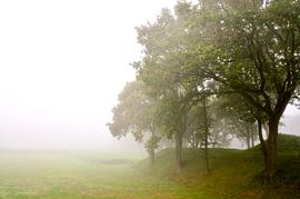 Bomen in de mist