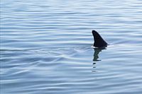 It is not a shark