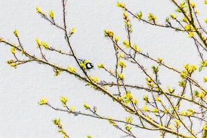 Kohlmeise zwischen den Frühlingsblüten (Gemälde)