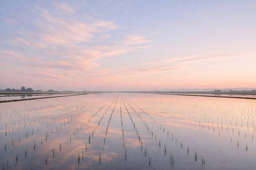 Weerspiegeling in de rijstvelden – Symmetrisch waterlandschap bij zonsopgang
