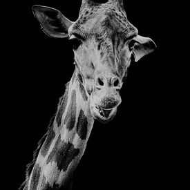 Giraffe series by Lens_en_Dier