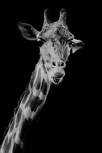 Serie Giraffe