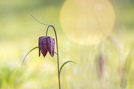 Fleur de vanneau à carreaux violets dans une douce prairie printanière sur Heidi Bol