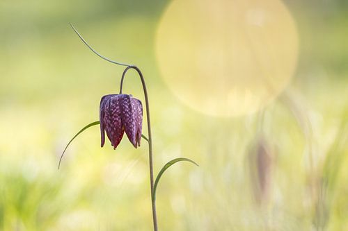 Purple-spotted pasque flower in a gentle spring meadow